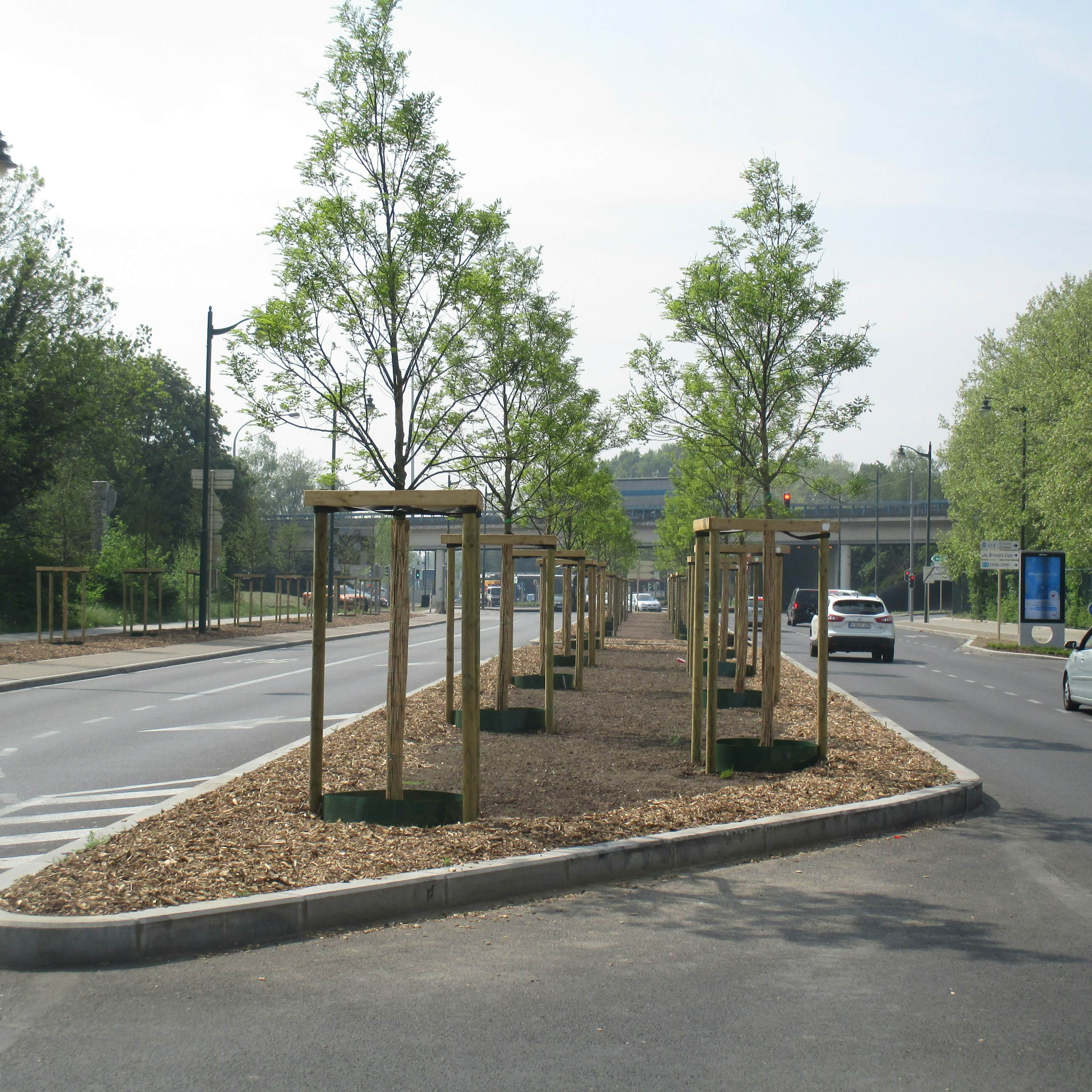Bomen geplant op de Bergensesteenweg