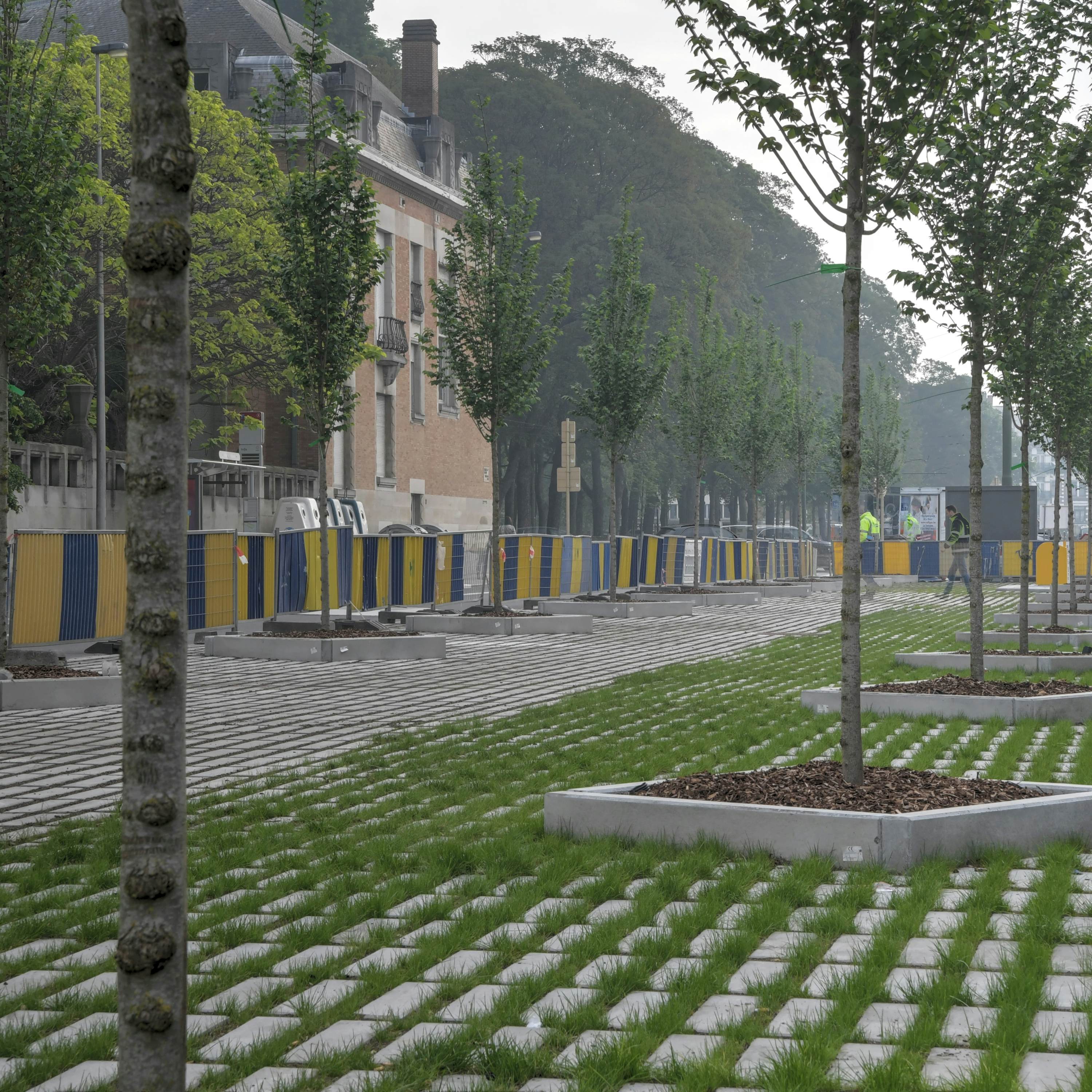 Jonge bomen die langs een weg zijn geplant